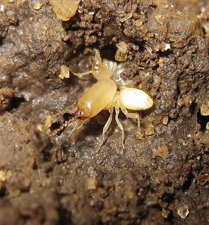 Soldier of Dicuspiditermes nemorosus termite