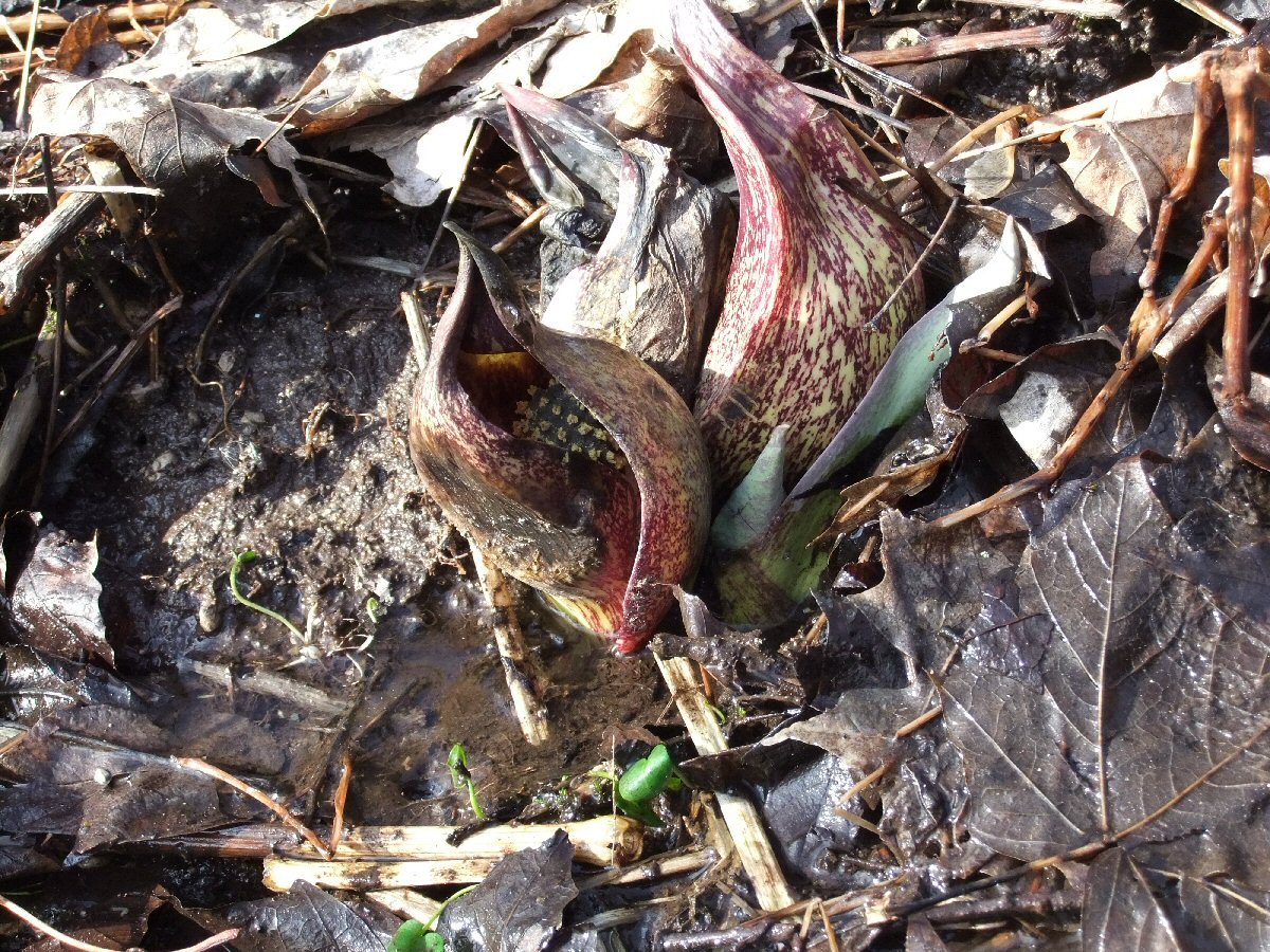 Pauline Persing Art, Writing,& Natural History: The Eastern Skunk