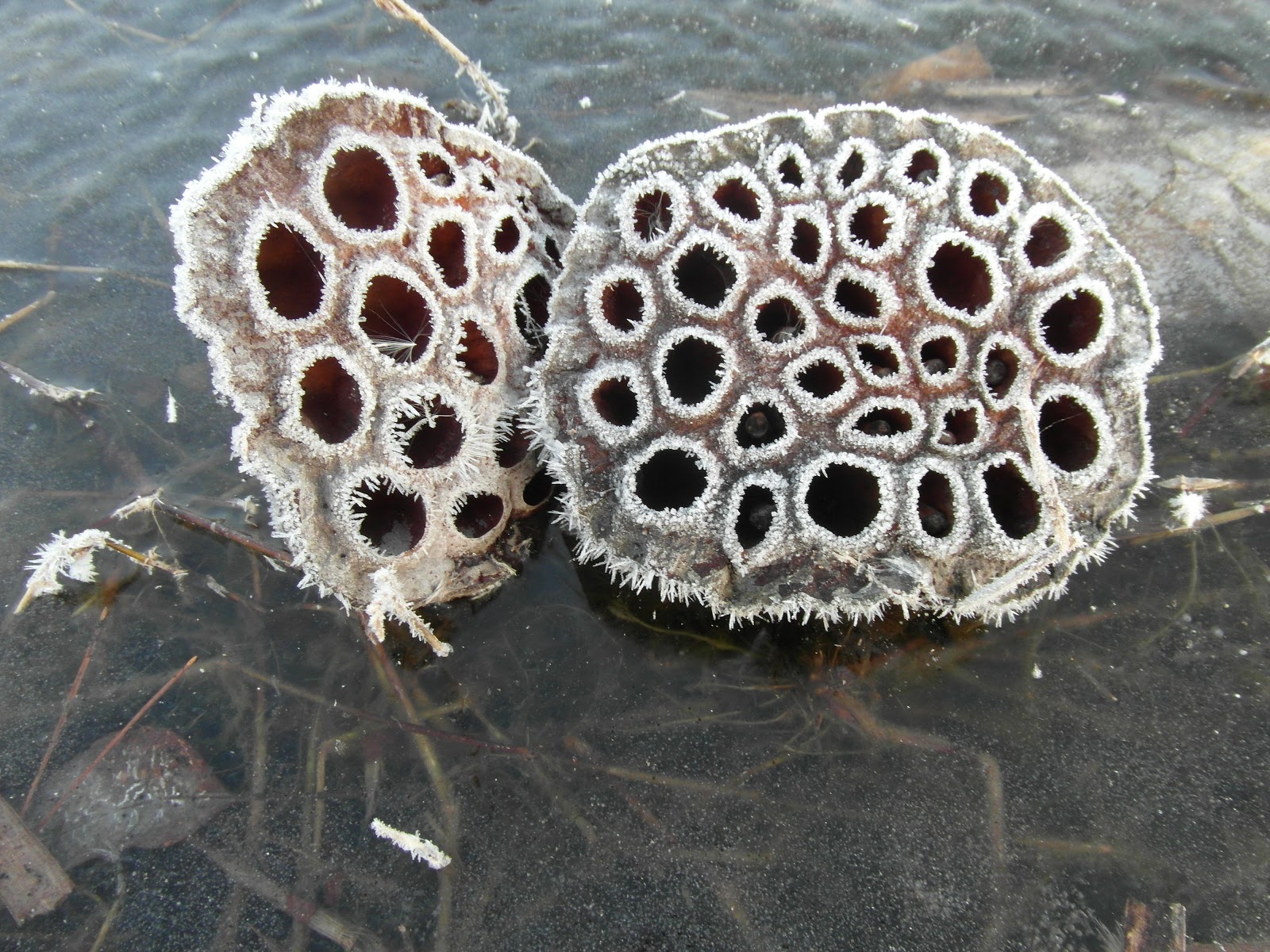 err-earth-reconnaissance-report