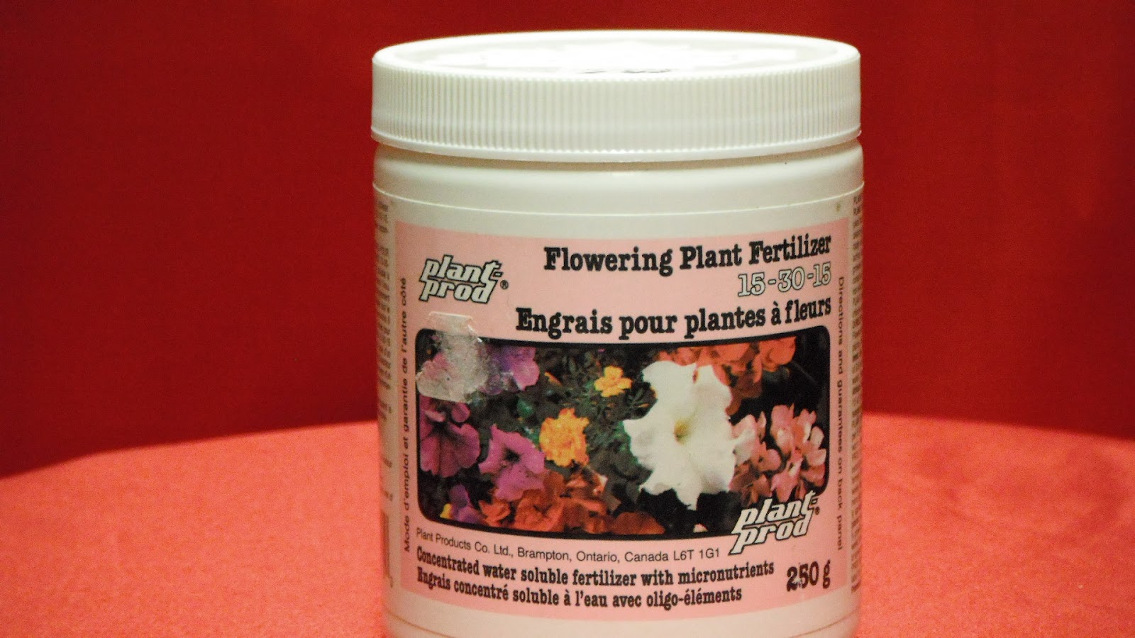 Plants For All Blog Putting Your Tropical Plants Outside Part 4