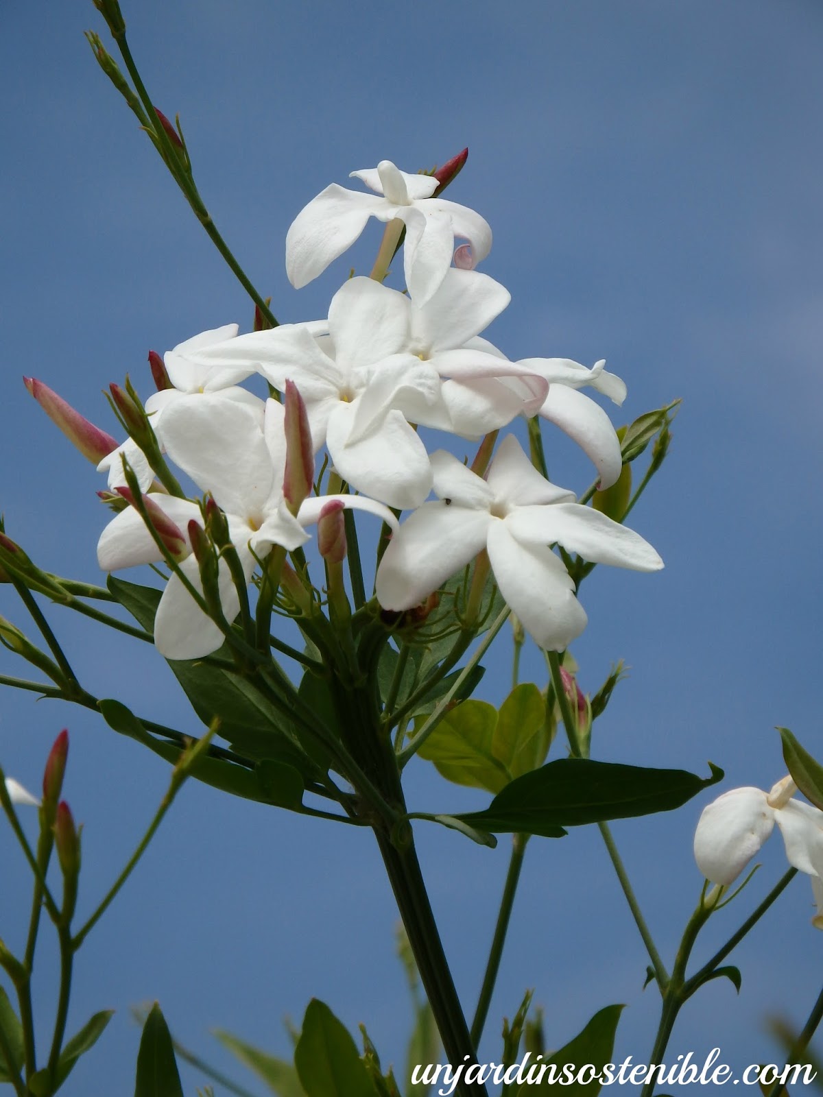 Jasminum Officinale (Jazmín Común)
