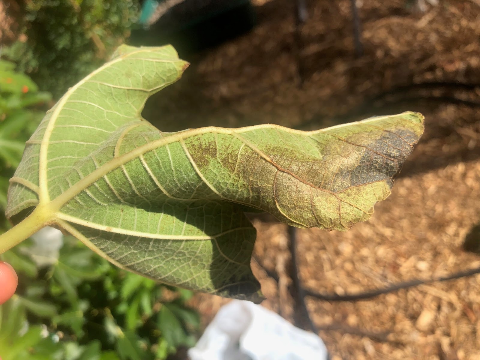 Xtremehorticulture of the Desert Fig Leaves Showing Possible Disease Symptoms