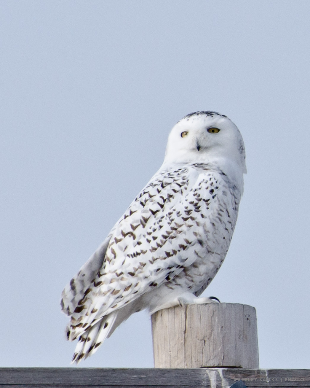 Prairie Nature: Fewer Snowy Owls - are they heading north, away from ...