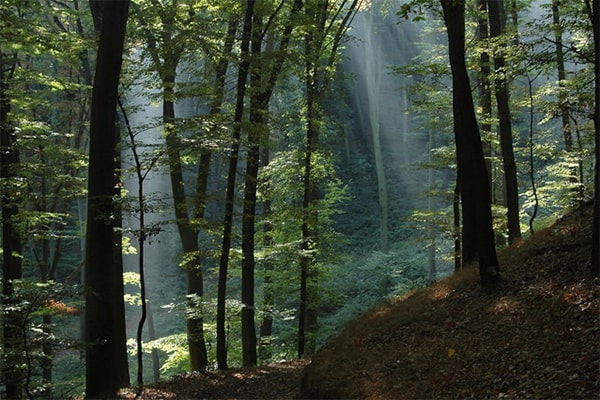 широколиственные леса факт про слои растительности