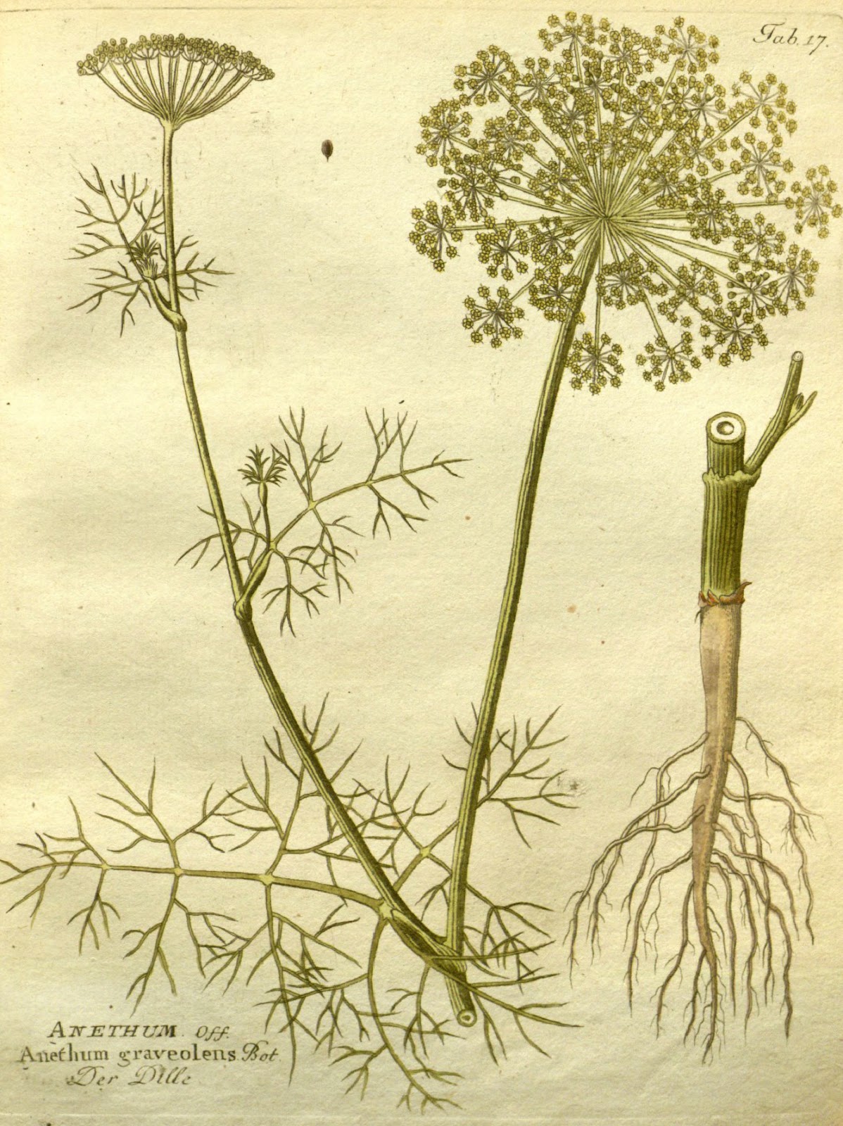 Biodiversity Heritage Library for Europe: Spice of the week: Dill