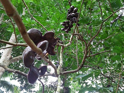 Dasyatnya manfaat jengkol bagi tubuh ~ HerbalNewsPedia