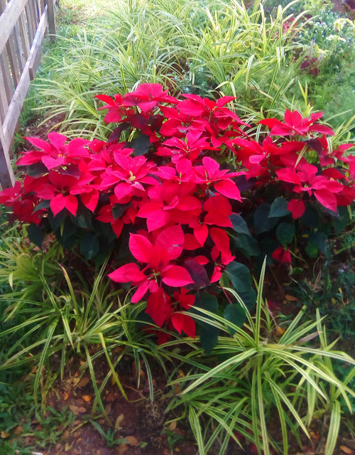 Bunga Kastuba Red Color