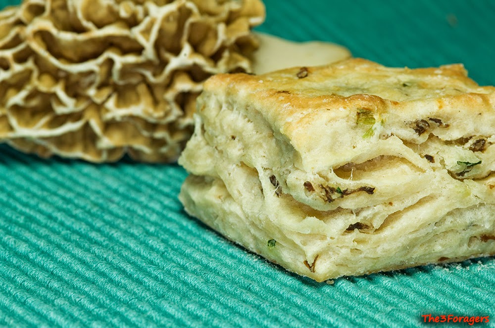 The 3 Foragers Foraging for Wild, Natural, Organic Food Morels Recipe