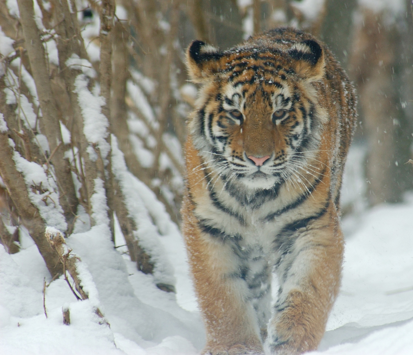 Siberian (Amur) Tiger: WWF snaps first shots of wild Siberian tiger in