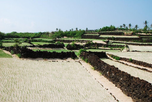 Muốn trồng hành, tỏi phải hút cát từ biển vào, đổ lên những đá dung nham ngày trước