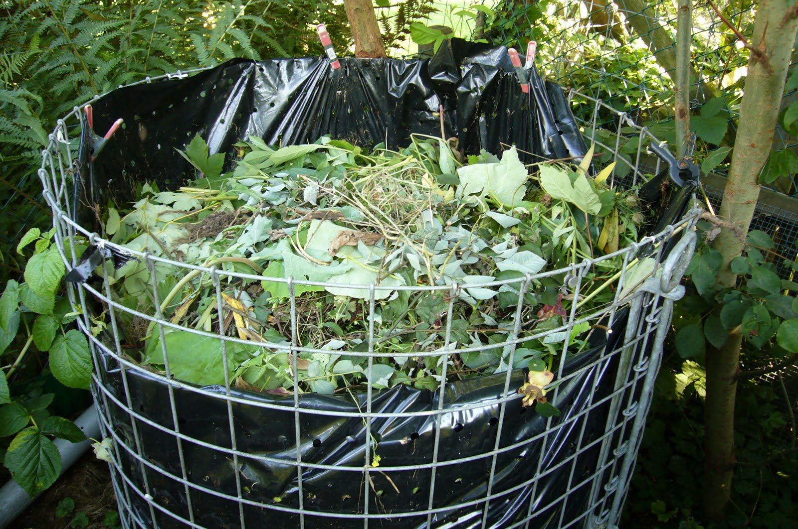 Sternensinn Garten Und Mehr Gemuseerfolge Und Misserfolge