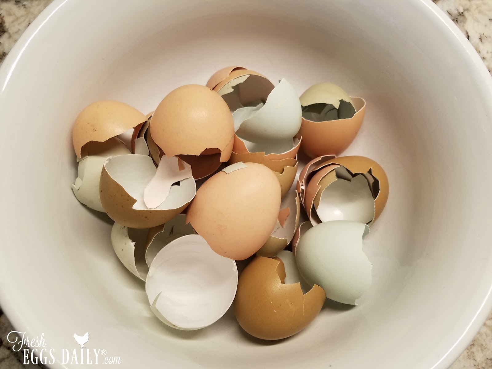 Myths About Feeding your Chickens Eggshells Fresh Eggs Daily®
