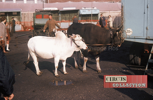 les boeufs du cirque