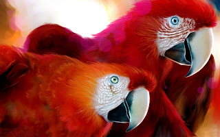 Colorful Parrot HD Desktop Wallpaper