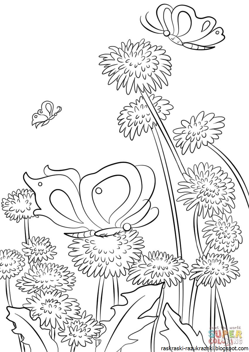 Одуванчик цветок раскраска для детей