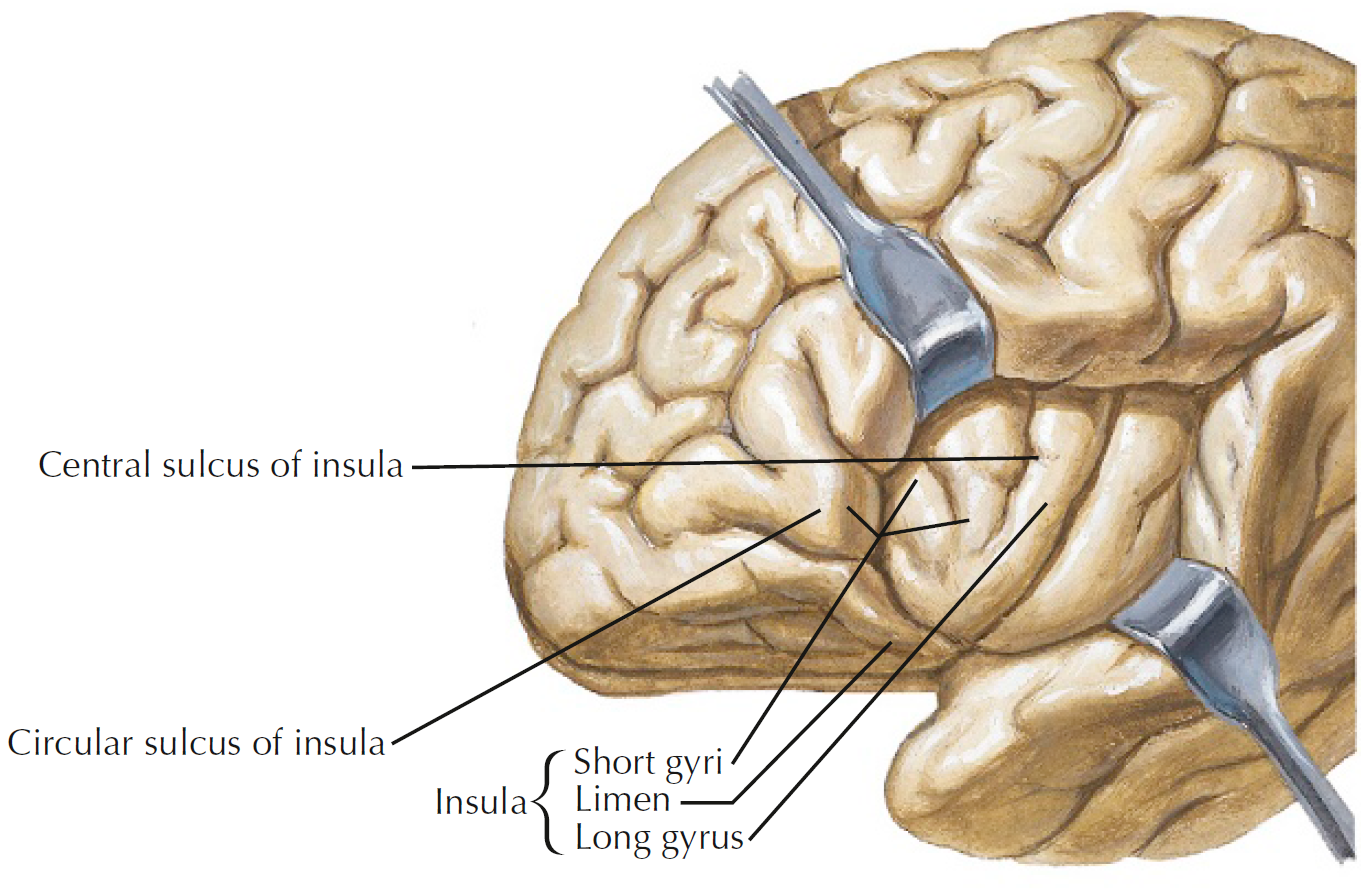 brain diagrams
