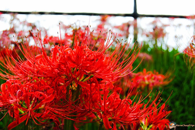 Kinchakuda Manjushage Park, Spiderlily, fioritura tokyo, fiori tokyo ghoul, fiori giappone, parchi giappone, red spider lily, kinchakuda park, kinchakuda red flower, red flower japan