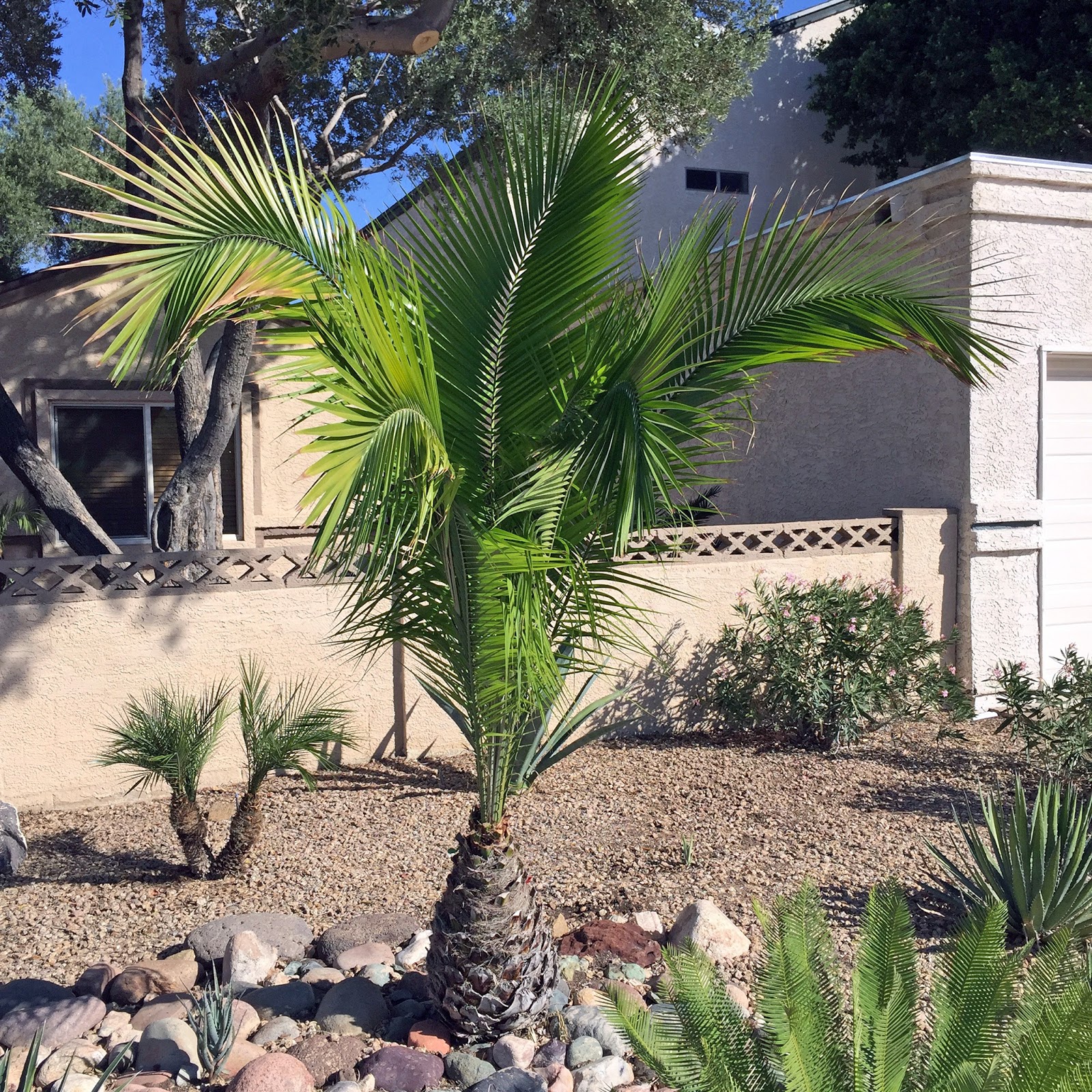 Brad's Tropical Paradise A beautiful mediumsized palm tree that grows