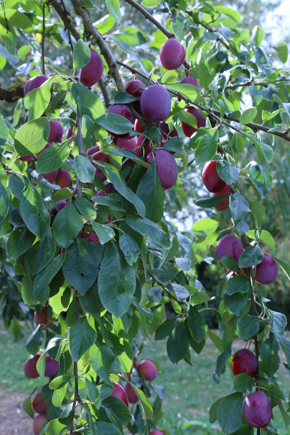 Su Blackwell Studio Blog Plum Lines Commission Commemorating the