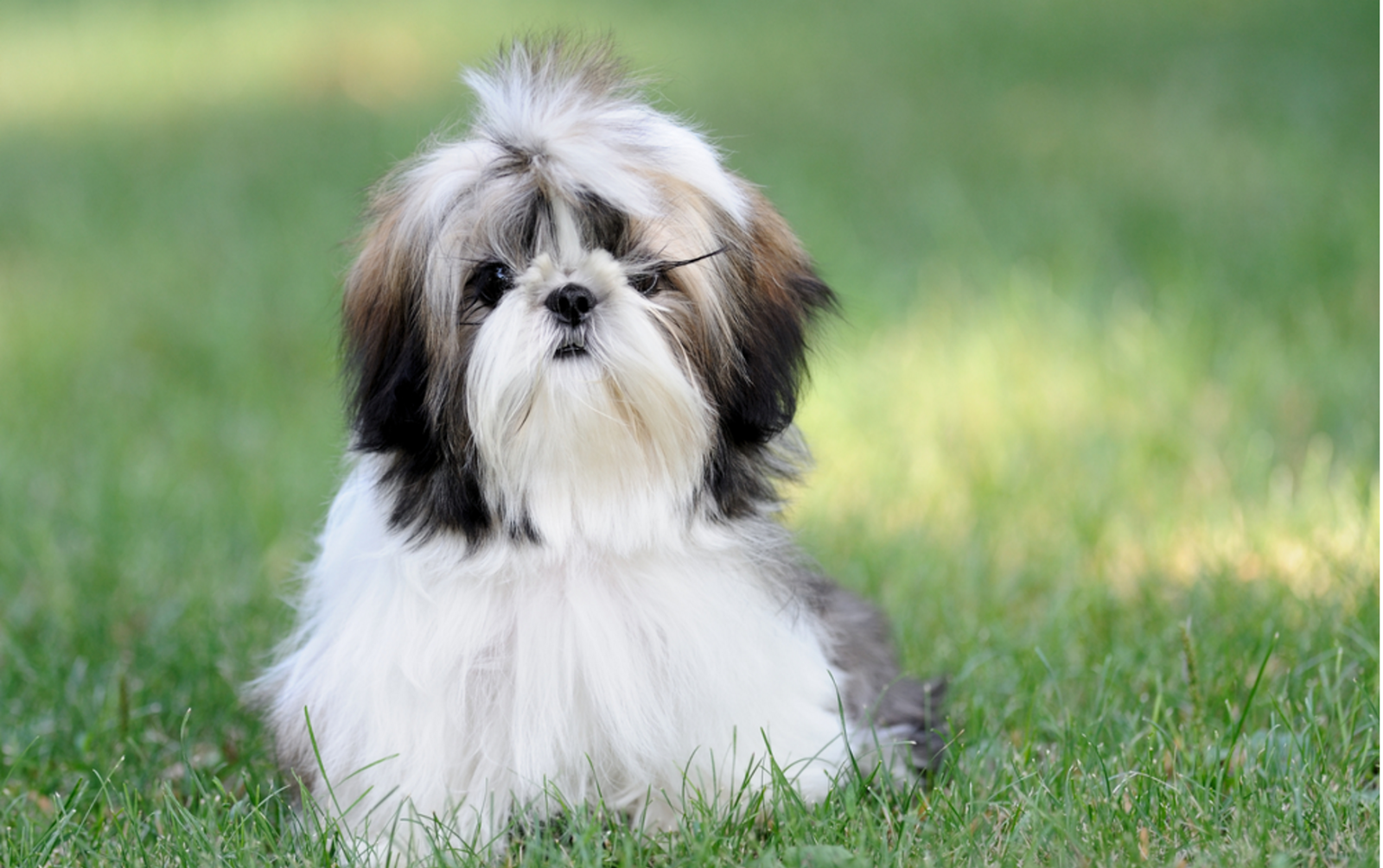 Como fazer seu shih tzu parar de morder Clearance