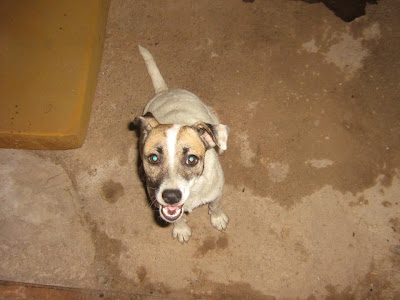 mochila ergonomica,Canguru ergonômico,canguru ergonomico,mochila evolutiva,mochila sling,chicachila,carregador canguru,canguru para carregar bebe,canguru de carregar bebê,canguru carregar bebe,escola,primeira escola,pais e filhos,recem nascido,infância,educação,educação infantil,adoção,adocao,saude da criança,chile,brasil,nacionalidade,orgulho nacional,teste do pezinho