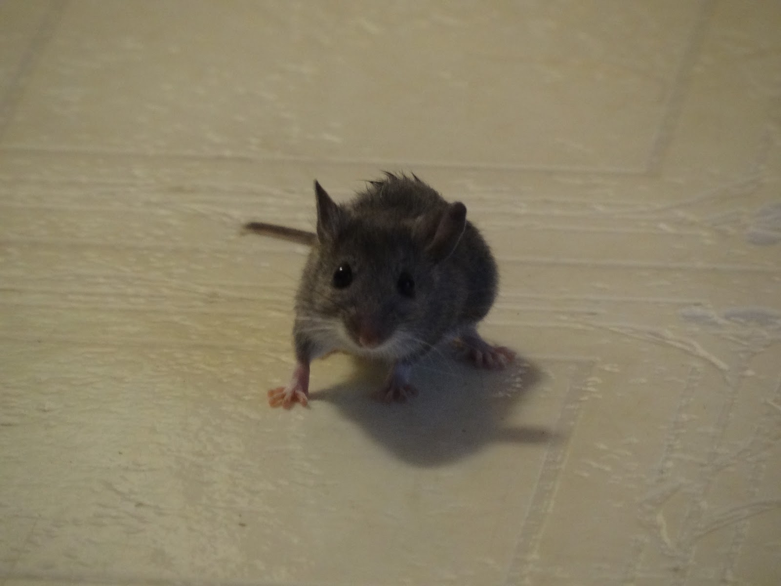 Dragon Stitches and Stuff by Astrid: More Mouse Trouble and fun...