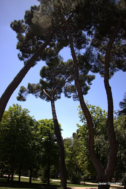 Parque del Retiro de Madrid. Itinerario 2.Del Bosque del Recuerdo al Huerto del Francés