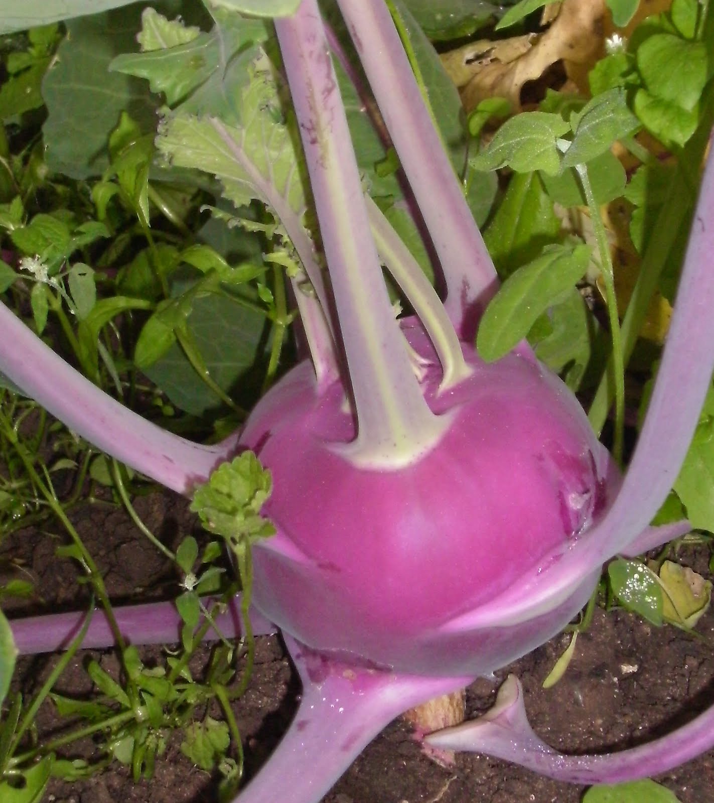 Organic Vegetable Blog from Eden Farms FENNEL AND KOHLRABI