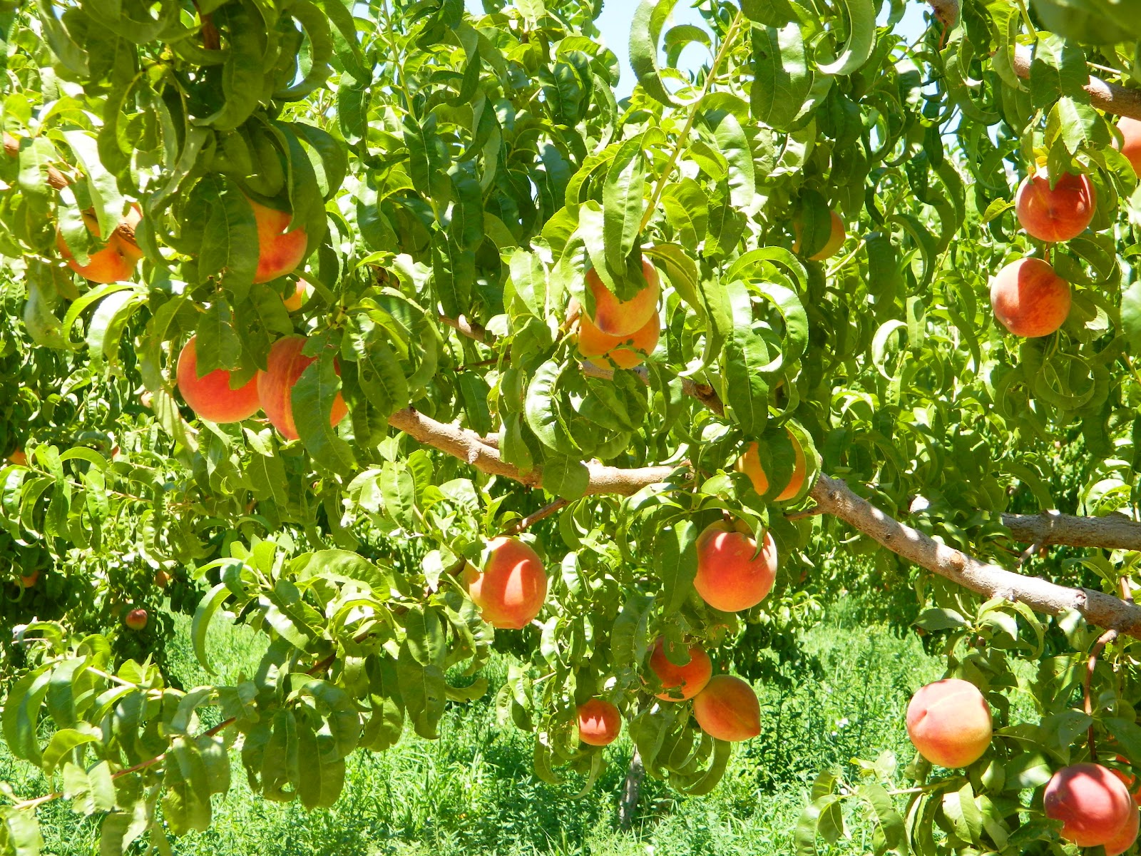 Roaming Rita Peaches from Palisade, Colorado