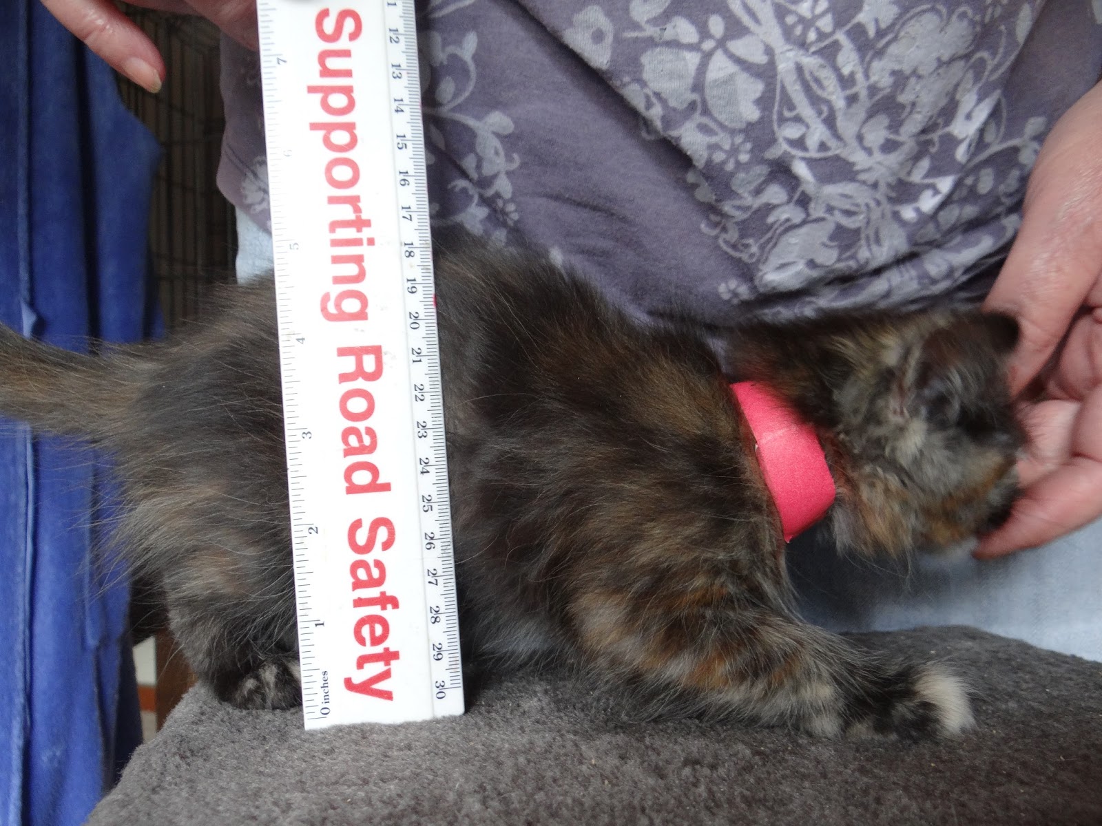 The Purr-Therapy Room: Kitten Dimensions