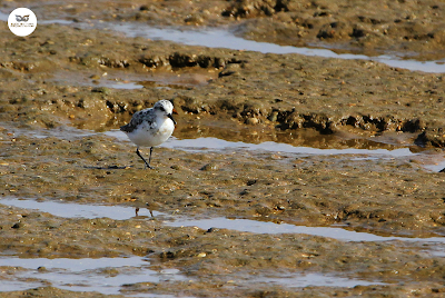 Correlimos tridáctilo - Calidris alba