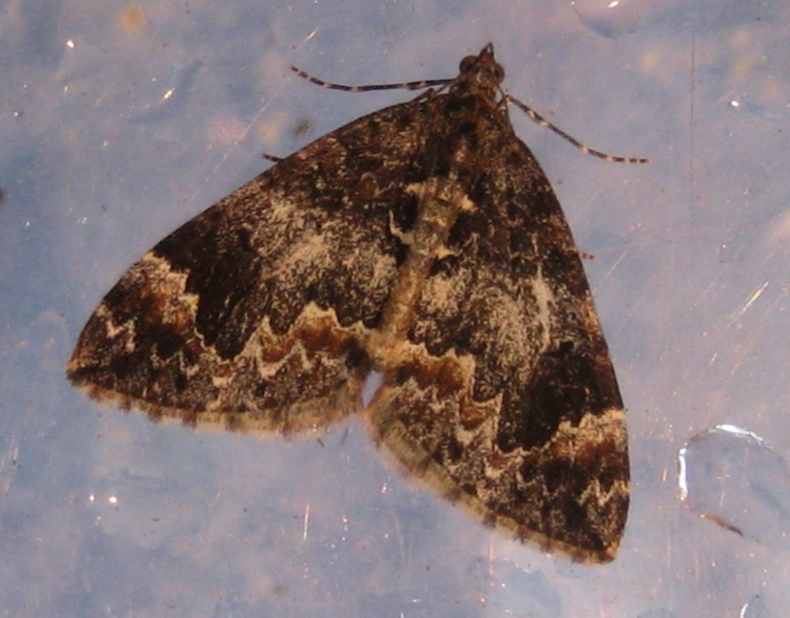 Martin's Moths Carpet beating