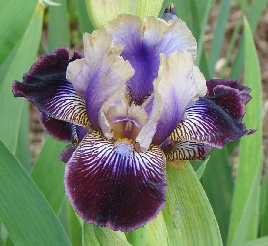 Flower Homes Bearded irises Flowers