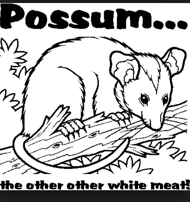 Опоссум рисунок карандашом