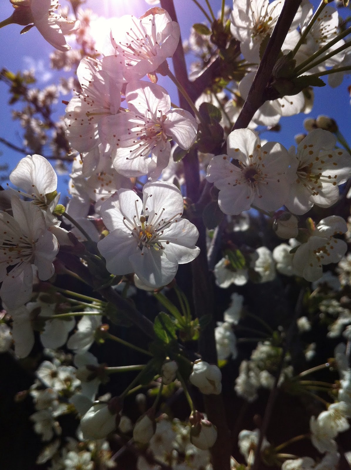Sunlight streaming through morello cherry blosssom