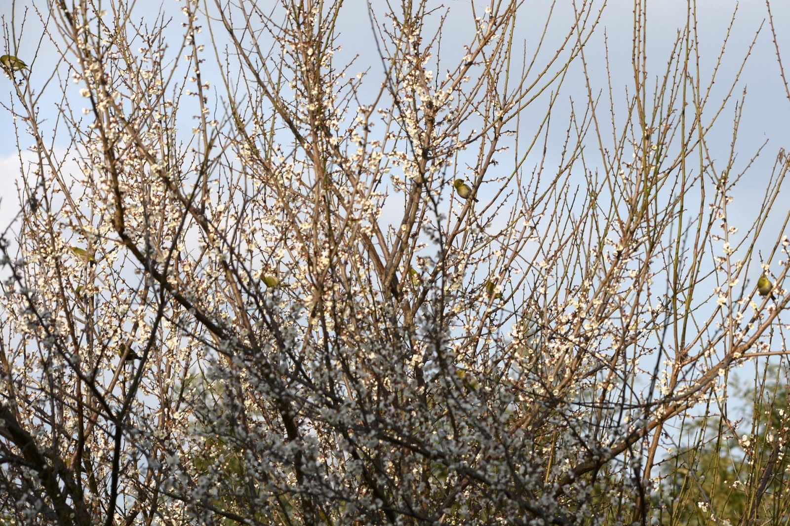 福岡ミミズ日記 ８分咲きの小梅にメジロ君 昨年実を付けなかった果樹園の４年目を迎えるオリーブの木の手入れ