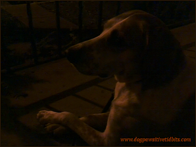Picture of my dog Valentino sitting on the front porch at night.