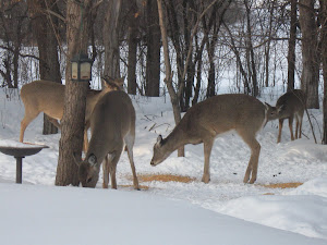 Deer in our backyard