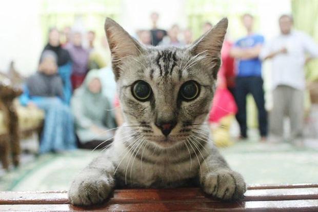 19 con mèo bẩn tính chuyên ném đá Hội những người thích chụp ảnh tự sướng
