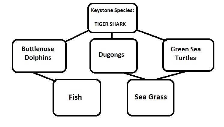 Shark Finning and its Impacts on Shark Populations and Survival: Sharks