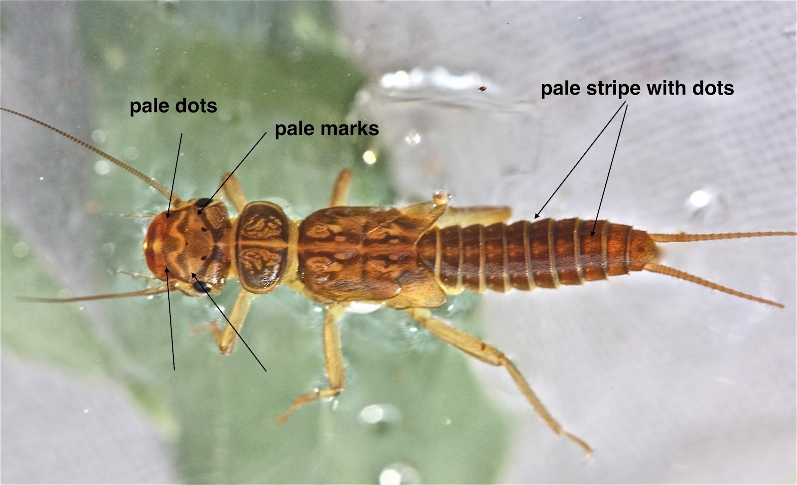 Aquatic Insects of Central Virginia: March 2012