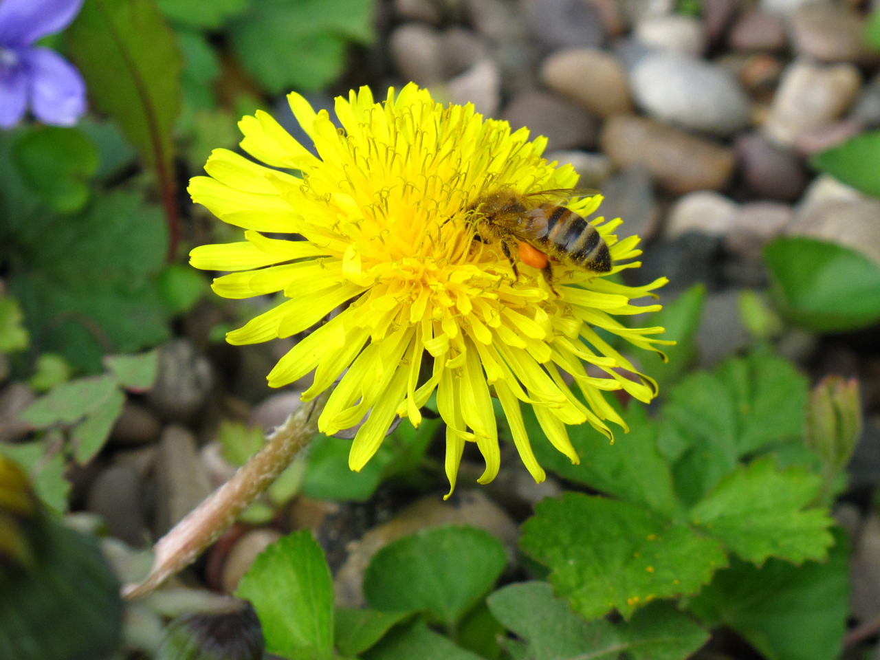 BugBlog Dandelion bugs