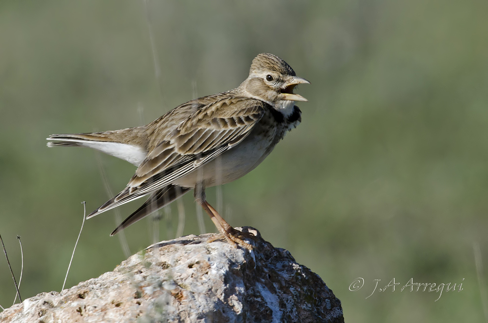 Calandria común, Melanocorypha calandra, Calandra Lark Calandria común, Melanocorypha calandra, Calandra Lark