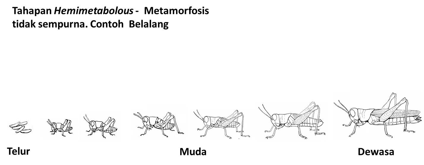 Metamorfosis Tidak Sempurna
