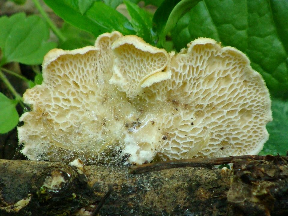 Polyporus alveolaris DSC36085