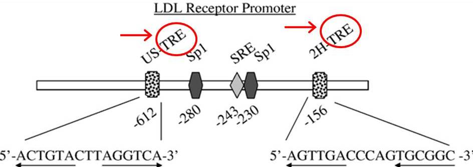 The Central Role Of Thyroid Hormone In Governing Ldl Receptor