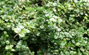 Pozie Pohon Mirten Di Alam Liar