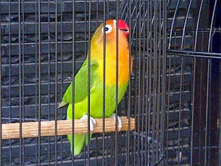kaki lovebird bengkak kaki lovebird bengkak