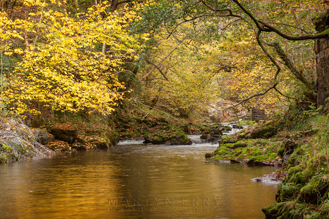 Golden autumn leaves on the Afon Mellte in South Wales by Martyn Ferry Photography