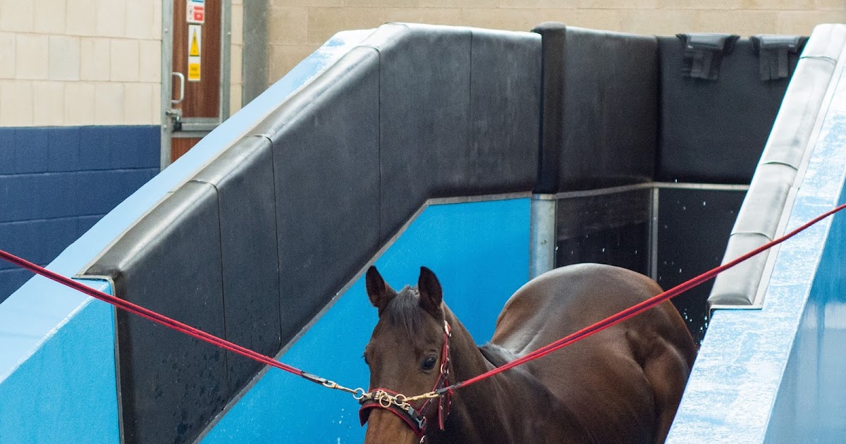 Moulton College Equine Hydrotherapy Swimming at Moulton College Equine Therapy Centre